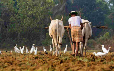 Agricultural Development