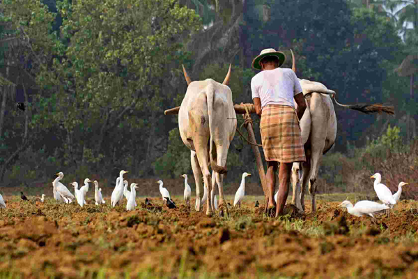 Agricultural Development